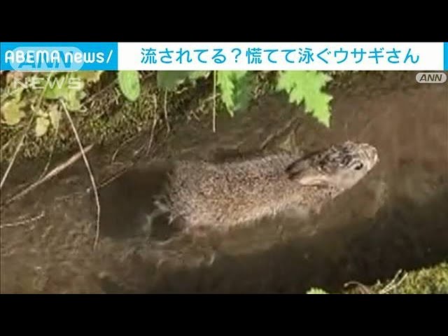 山奥の用水路から流れてきたのは……“うさぎ”の川流れがなんだか楽しそう【動画ニュース】