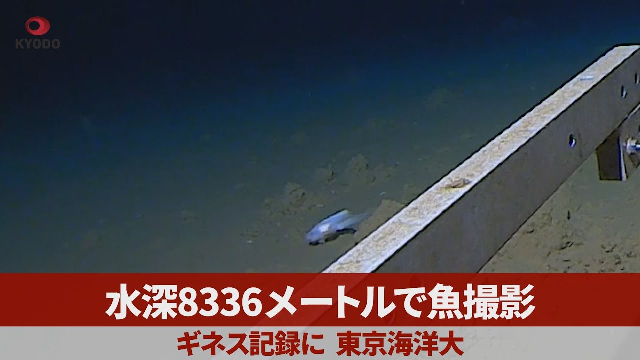 ギネス認定！日本の近海で魚が発見された深さはなんと〇〇〇〇m!!【動画ニュース】