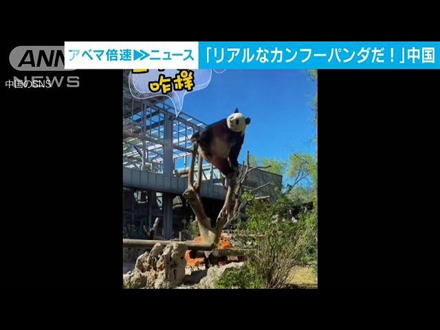 リアルカンフーパンダが出現!?わんぱくパンダが魅せるしぐさに笑みが浮かびます♪【動画ニュース】