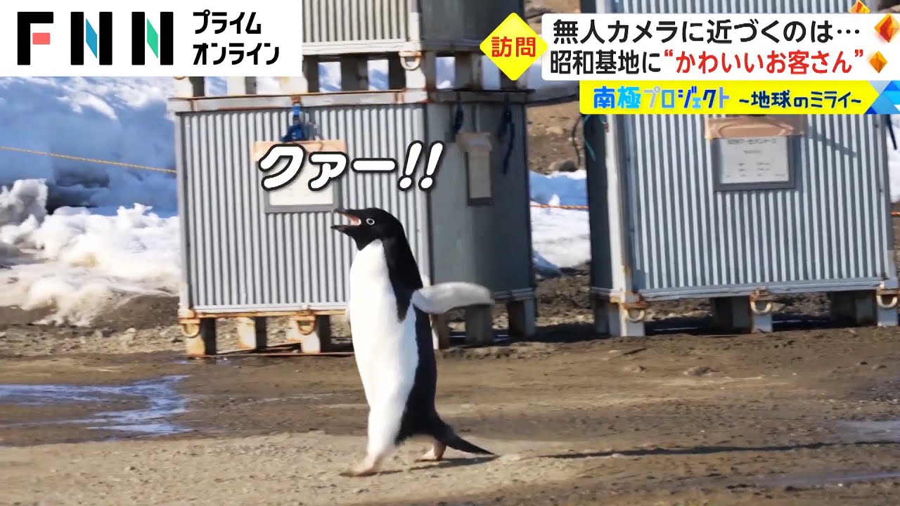 昭和基地を爆走するペンギン♪　基地を警戒心ゼロで走り回る姿にほっこり