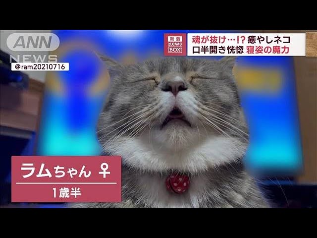 とろ~んとした表情がかわいいニャンコ!天使の寝顔は癒やし度120%!!【動画ニュース】