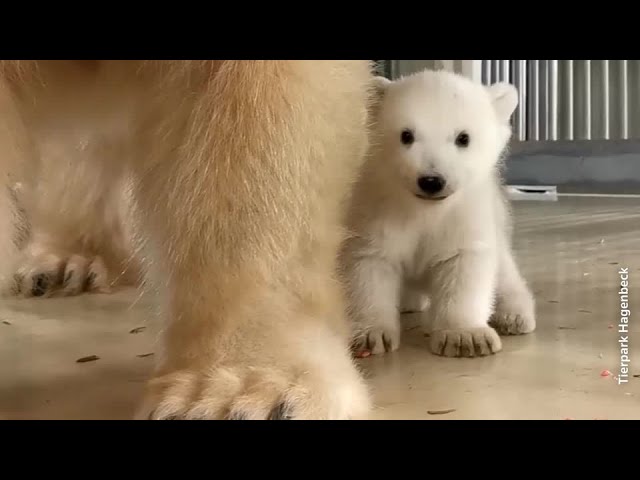 ホッキョクグマの赤ちゃんが誕生！ぬいぐるみのような姿に胸キュン!!【動画】