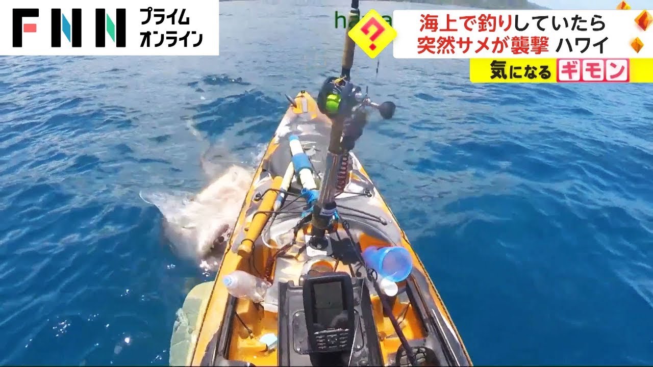釣りをしていたカヤックを巨大ザメが襲撃！男性が取ったサメへの対抗策とは!?【動画ニュース】