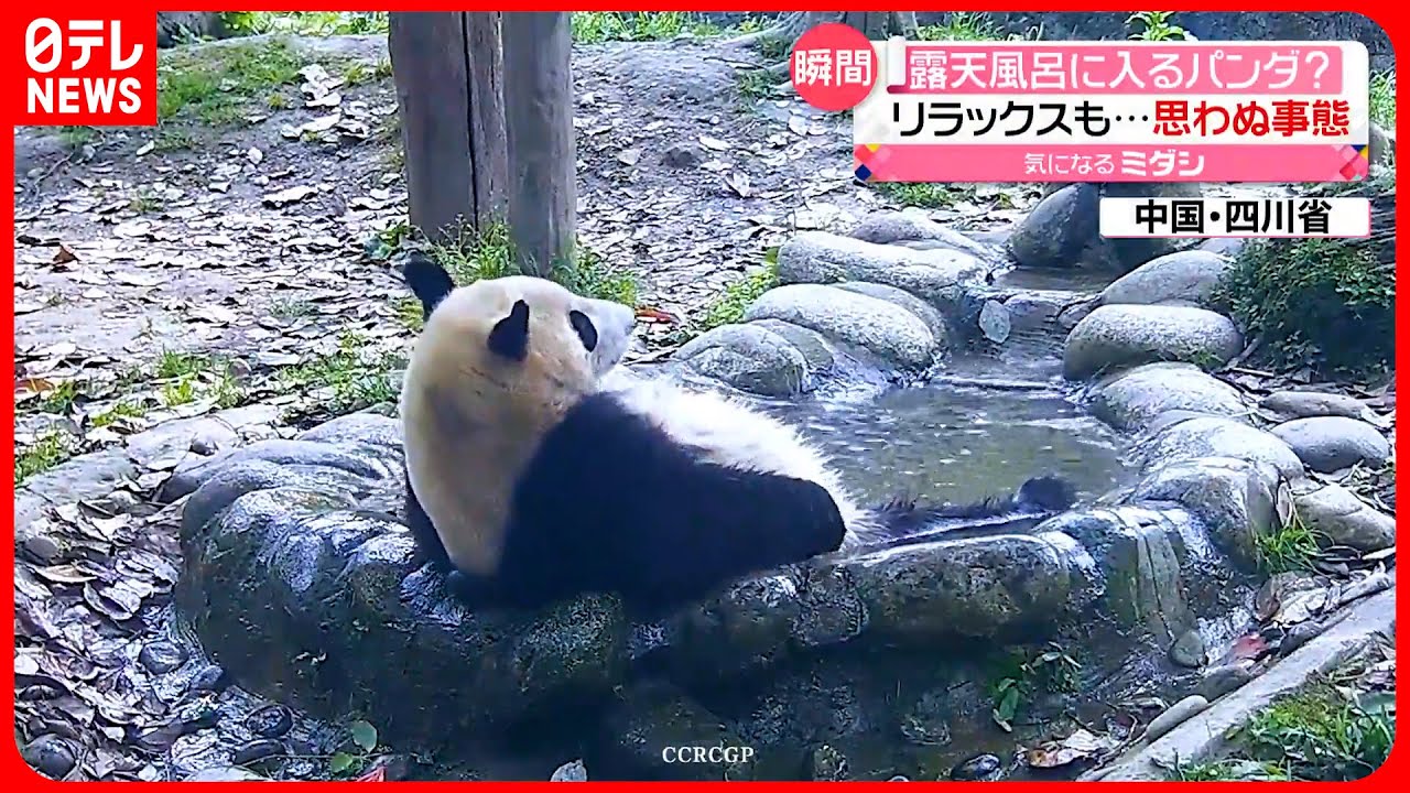 水浴び中のパンダに思わぬアクシデント!?気持ちよさそうにストレッチしていたら…?【動画ニュース】