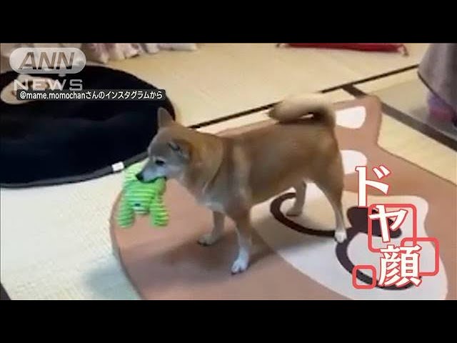 会心のドヤ顔披露　柴犬ちゃんの空中おもちゃキャッチが面白い!!【動画ニュース】