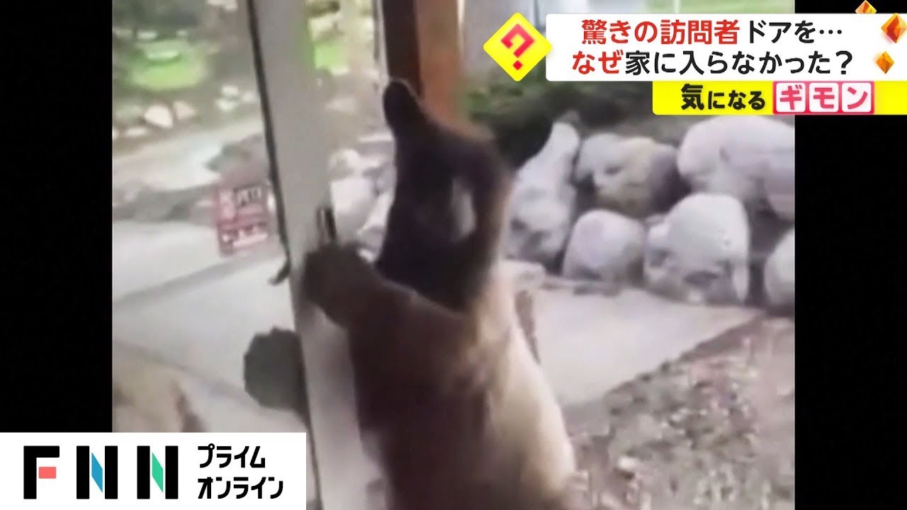 招かれざる客が襲来! 玄関のドアを開け進入直前のクマに住人がとった行動とは!?【動画ニュース】【どうぶつ】