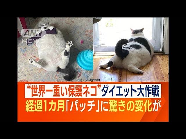 おデブなねこちゃんのダイエット大作戦！　1か月後には驚きの変化が!?【動画ニュース】【どうぶつ】