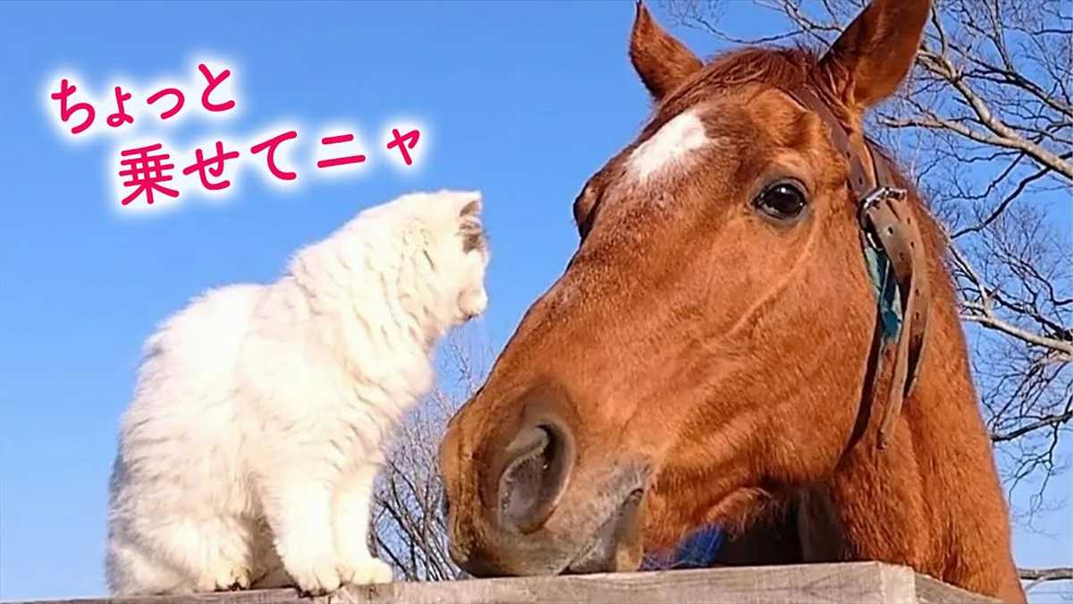 引退した競走馬とねこちゃんの種族を越えた絆　仲良く遊んでいる姿にほっこり♪【動画ニュース】【どうぶつ】