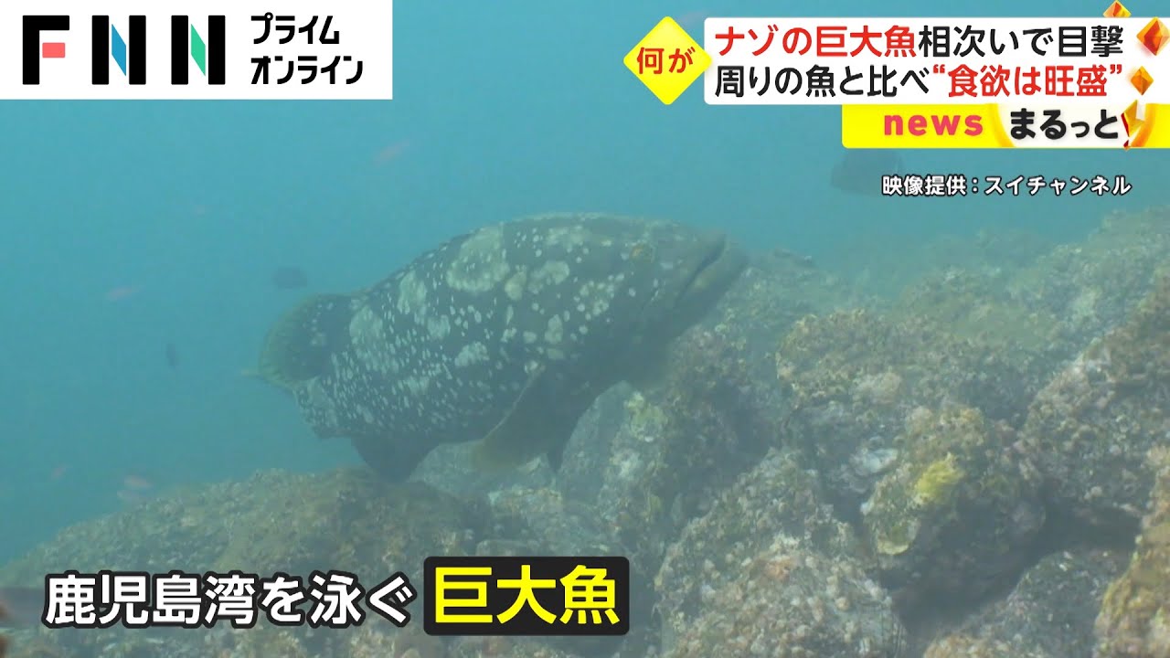 自然界に存在しない魚!?　鹿児島県、桜島周辺の海で謎の巨大魚の目撃が相次ぐ…【動画ニュース】