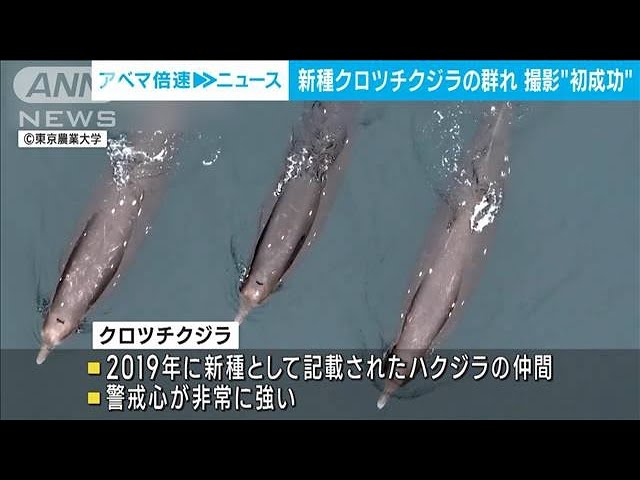 新種のクジラ、群れの撮影に成功！　希少な映像を撮ったのはドローン！【動画ニュース】【どうぶつ】