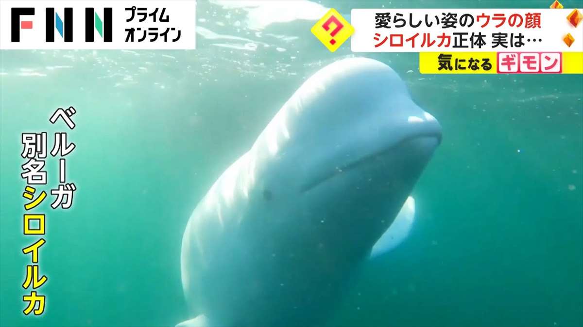 世界一可愛いスパイ!? 意外過ぎる正体に視聴者も困惑【動画ニュース】
