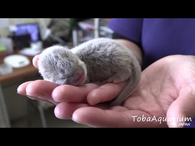 鳥羽水族館で、コツメカワウソの赤ちゃん誕生！　あまりの小ささに思わず悶絶【動画ニュース】【どうぶつ】