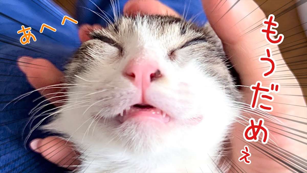 ご主人のマッサージでトロトロ顔にされちゃう子猫ちゃんがかわいい【動画ニュース】【どうぶつ】