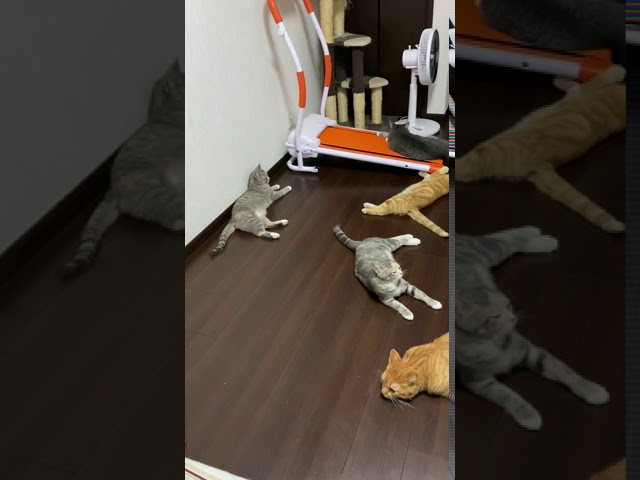 ご主人を無視する猫ちゃんたちが一斉にダッシュで逃亡!?　その訳に視聴者も爆笑【動画ニュース】【どうぶつ】