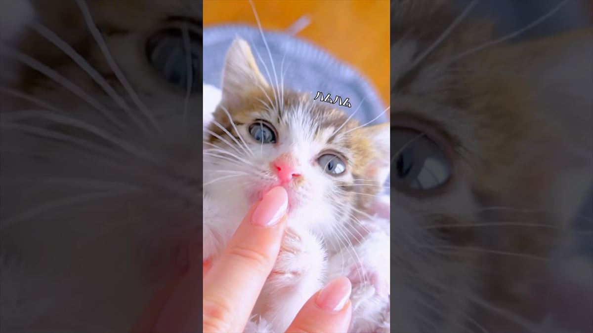 かわいい子猫ちゃんを子猫巻きにして寝かしつけ！心がなごむ、とっておき映像!!【動画ニュース】【どうぶつ】