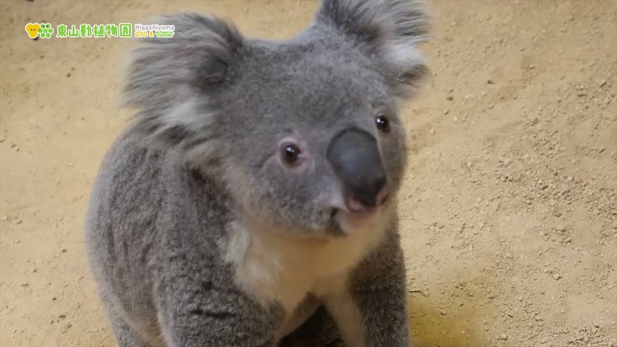 かわいいコアラが大好きな飼育員さんを前にすると…？癒やし映像でのんびりタイム【動画ニュース】【どうぶつ】