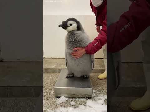どうしても脱出したいペンギンの赤ちゃんVS.飼育員のお姉さん　可愛い反応にほっこり【動画ニュース】【どうぶつ】