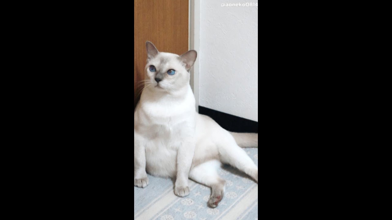 「そのお腹は！」かわいい猫ちゃんがセクシーポーズを披露するもぽっこりお腹が…【動画ニュース】【どうぶつ】