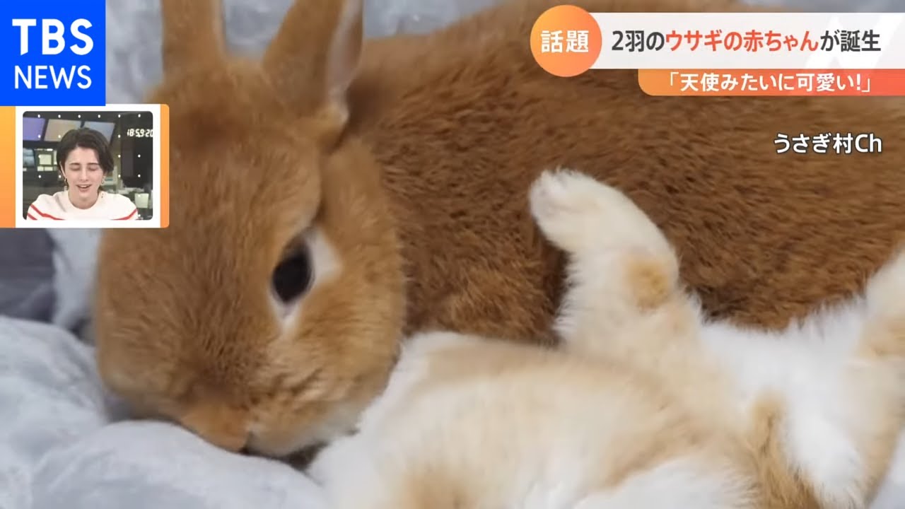 天使過ぎるうさぎの赤ちゃんにほっこり　手乗りする姿が可愛すぎる【動画ニュース】【どうぶつ】