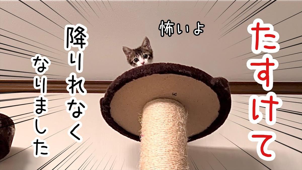 ご主人見て！　キャットタワーに上れた子猫ちゃん。しかし降りられなくなり……。