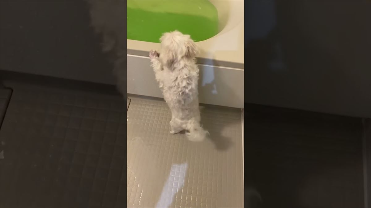 犬だってお風呂に入りたい！可愛いおねだりに心がなごんでしまいます!!【動画ニュース】【どうぶつ】