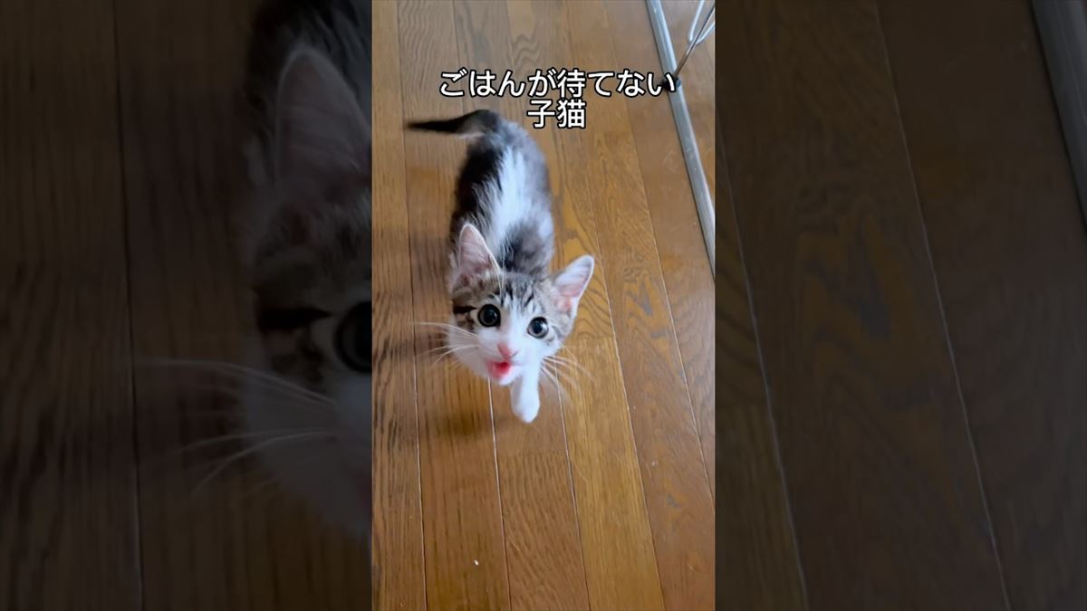 可愛い猫ちゃんがごはんをおねだり！飼い主さんでなくてもメロメロになっちゃいそう!!【動画ニュース】【どうぶつ】