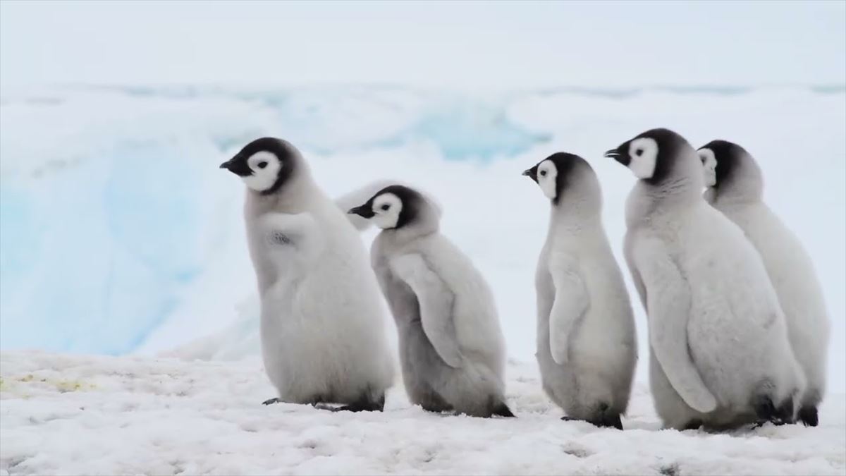 かわいいペンギンの子どもたちが氷原をお散歩！ゆったり映像は癒やし度満点!!【動画ニュース】【どうぶつ】