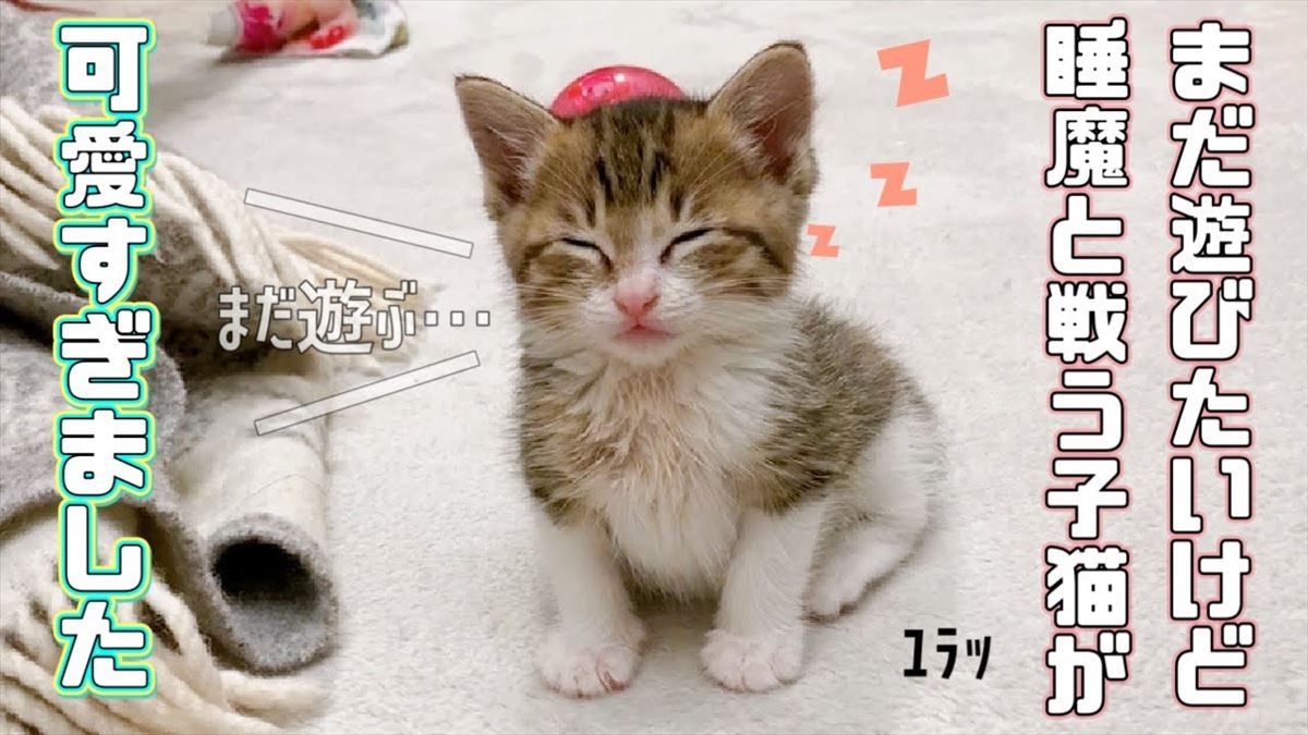 眠いんだけどまだ遊びたい！睡魔に抗う可愛い猫ちゃんがキュートすぎる!!【動画ニュース】【どうぶつ】