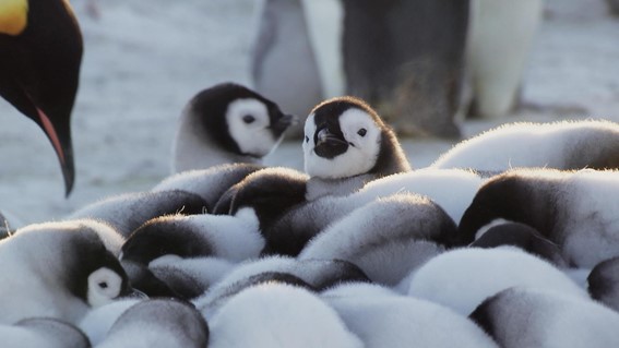 Netflixシリーズ「ワイルド・ベイビーズ 野生に生まれた動物たち」