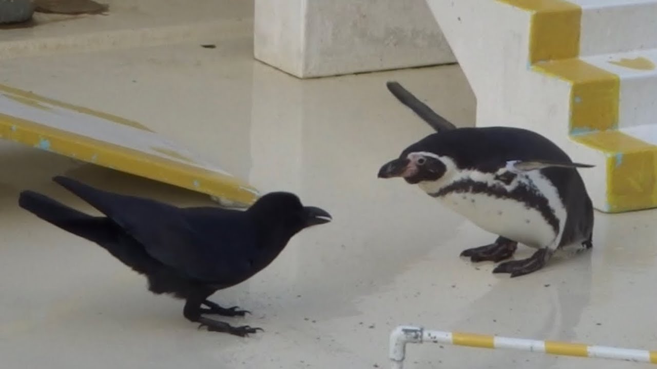 世にも珍しい異種格闘技戦!?　カラスVS.ペンギンの戦いが熱くて可愛い【動画ニュース】【どうぶつ】