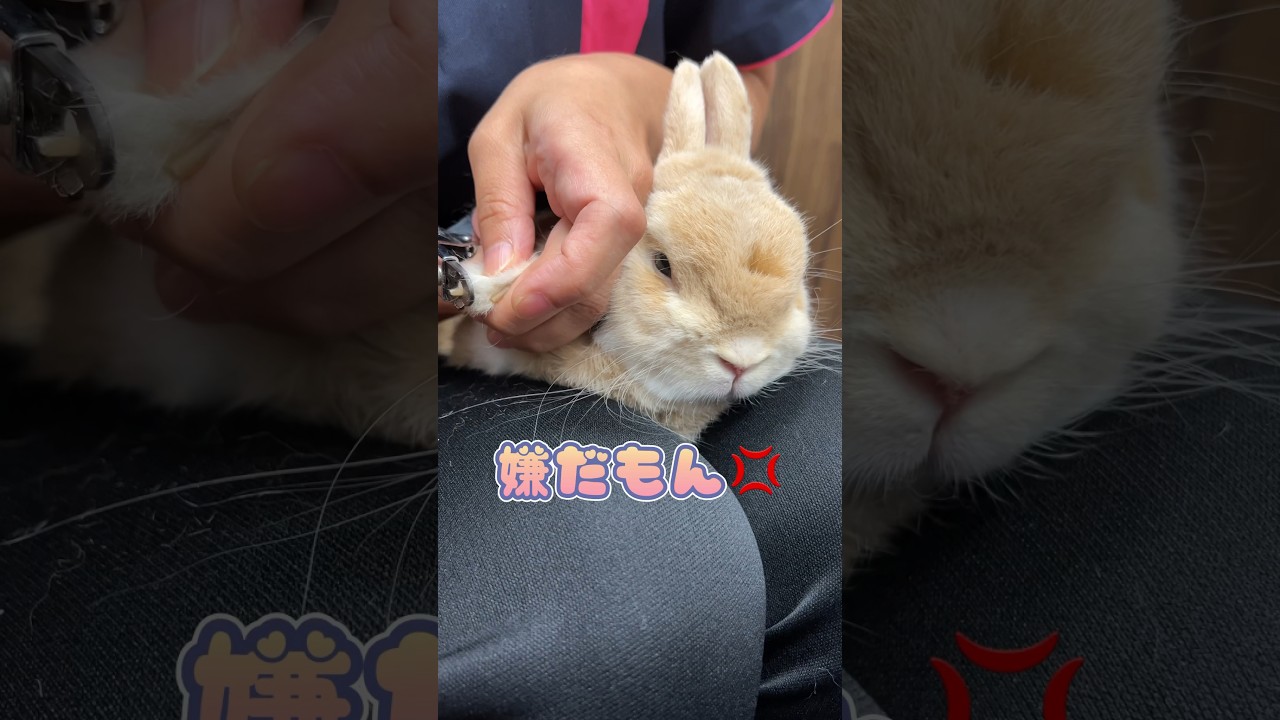 心底嫌そうな顔で爪切りされるうさぎちゃん　こんな表情は見たことない!?　【動画ニュース】【どうぶつ】