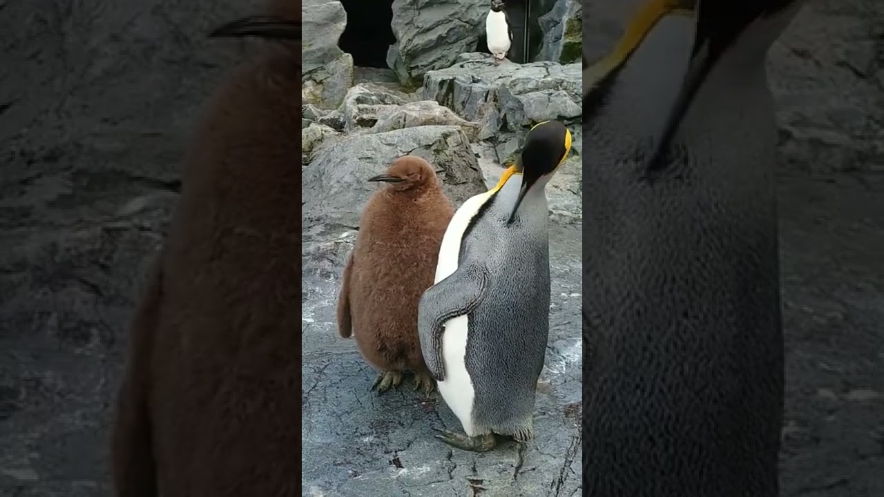 笑っちゃうぐらいの可愛さ　キングペンギンの赤ちゃんが誰よりも堂々としすぎている【動画ニュース】【どうぶつ】
