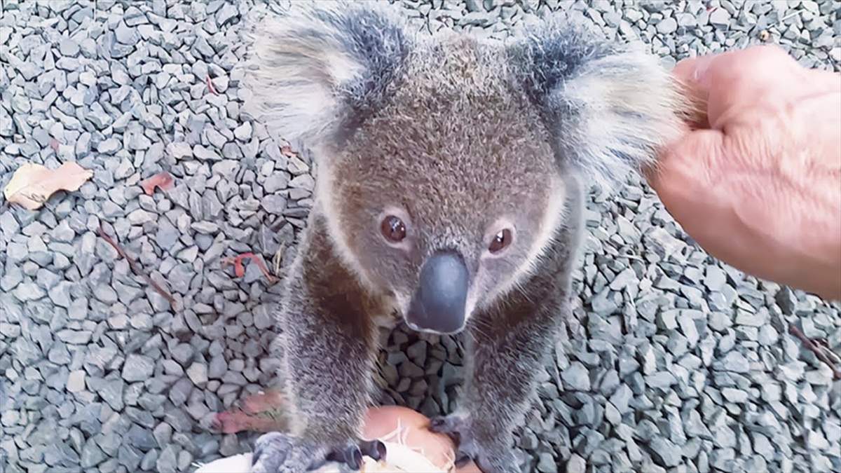 かわいいコアラが人間にSOS！男性がコアラに案内された先で見つけたのは…!?【動画ニュース】【どうぶつ】