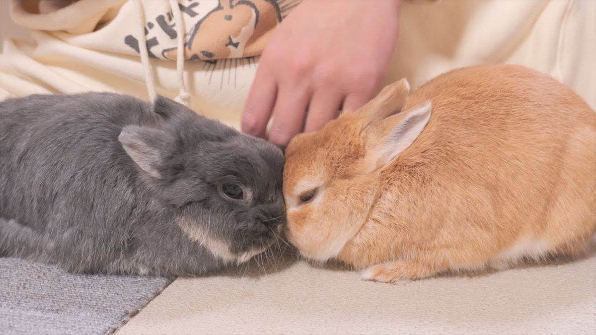 かわいいうさぎたちが体調の悪い飼い主さんのために…！心癒やされる光景にほっこり【動画ニュース】【どうぶつ】