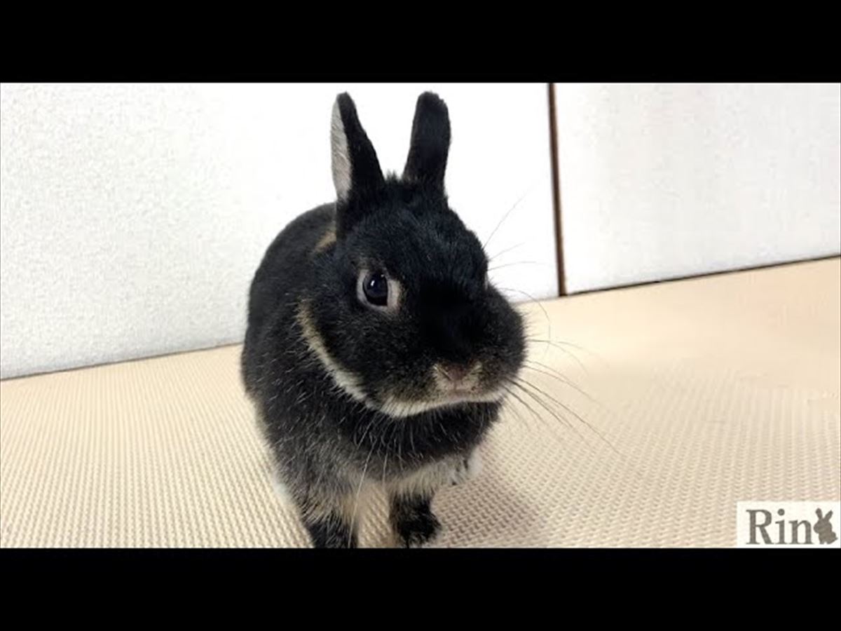 かわいいうさぎちゃんが飼い主さんの部屋で大冒険!?うれしそうな姿は