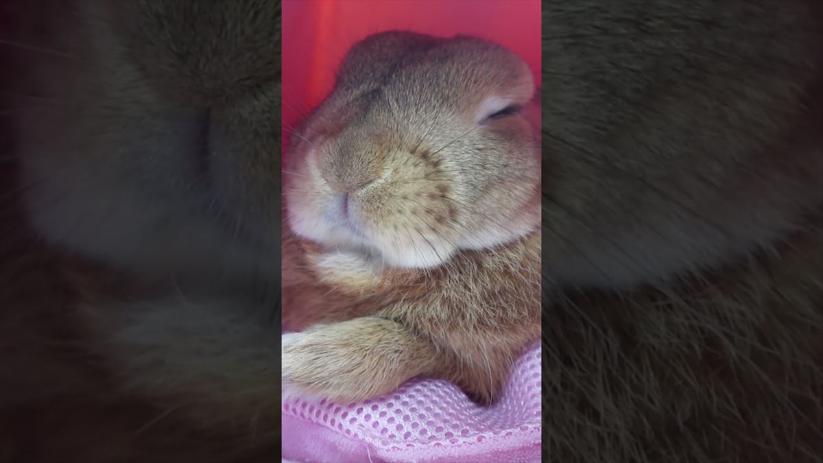 かわいいうさぎちゃん、なんだか眠くなってきて…？居眠りする姿に