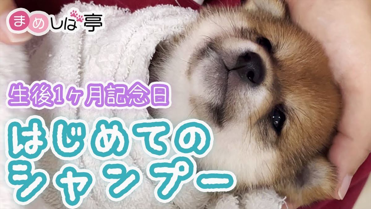 豆柴の子犬ちゃんが初めてのシャンプーに挑戦！おとなしい姿に癒やされます!!【動画ニュース】【どうぶつ】