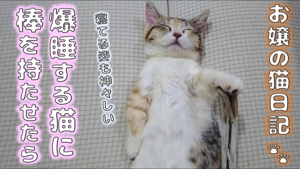 子猫ちゃんはよく遊んでよく寝るんです！かわいい爆睡姿に胸がドキュン!!【動画ニュース】【どうぶつ】