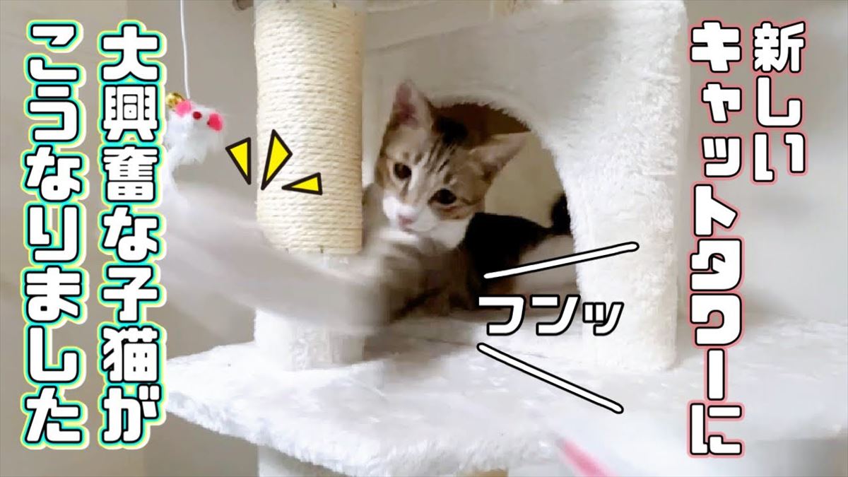 子猫ちゃんのおうちに新しいキャットタワーが！戯れる姿は「かわいい！」のひと言!!【動画ニュース】【どうぶつ】