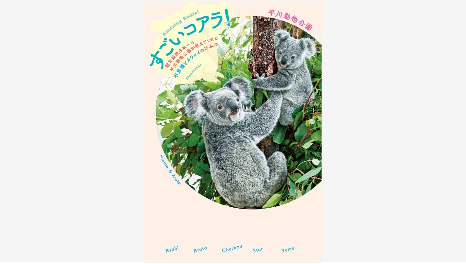 【Amazon調査隊】平川動物公園のコアラ本が重版決定！その魅力とは